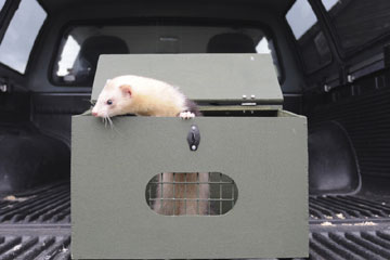 Ferret is a Carry Box