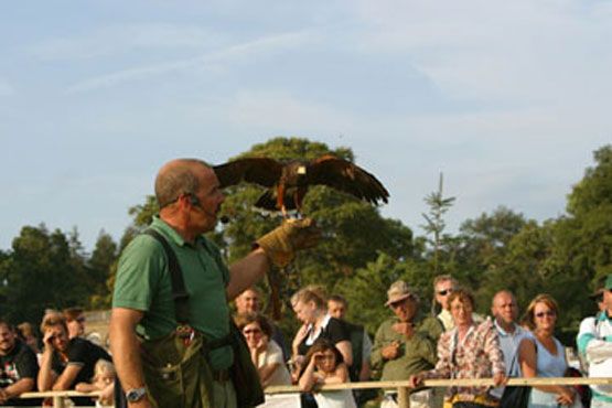 James with a Harris' Hawk James with a Harris' Hawk